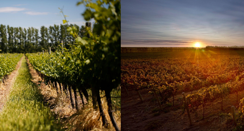 En el Día Internacional del Pinot Noir, Bodega Familia Schroeder propone un viaje sensorial por San Patricio del Chañar, donde la cepa brilla en su máxima expresión